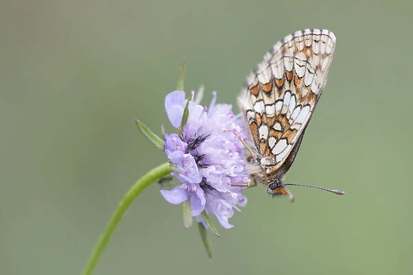 Heath Fritillary -Melitaea athalia-, butterfly perched on a Field Scabiosa -Knautia arvensis-, North Hesse, Hesse, Germany