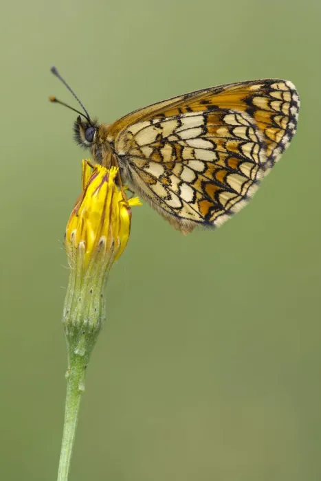 Framed Print : Heath Fritillary -Mellicta athalia-, Burgenland, Austria Framed Print : Heath Fritillary -Mellicta athalia-, Burgenland, Austria