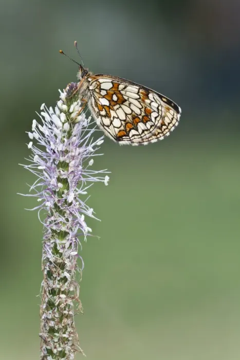 Framed Print : Heath fritillary -Mellicta athalia- on a Hoary Plaintain -Plantago media- Framed Print : Heath fritillary -Mellicta athalia- on a Hoary Plaintain -Plantago media-