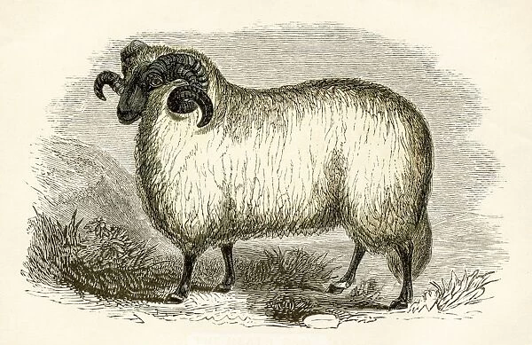 The Heath ram engraving 1851