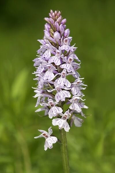 Heath Spotted Orchid or Moorland Spotted Orchid -Dactylorhiza maculata-, Kaiserstuhl, Baden-Wurttemberg, Germany