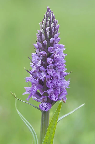 Heath Spotted Orchid or Moorland Spotted Orchid -Dactylorhiza maculata-