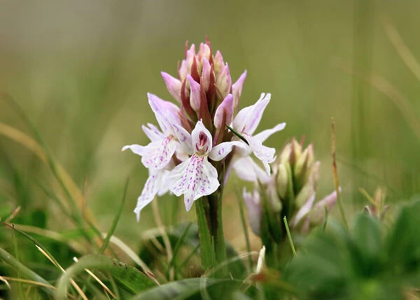 Heath Spotted Orchid or Moorland Spotted Orchid (Dactylorhiza maculata), Burren, Ireland, Europe