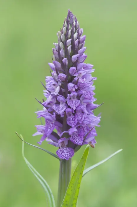 Framed Print : Heath Spotted Orchid or Moorland Spotted Orchid -Dactylorhiza maculata-