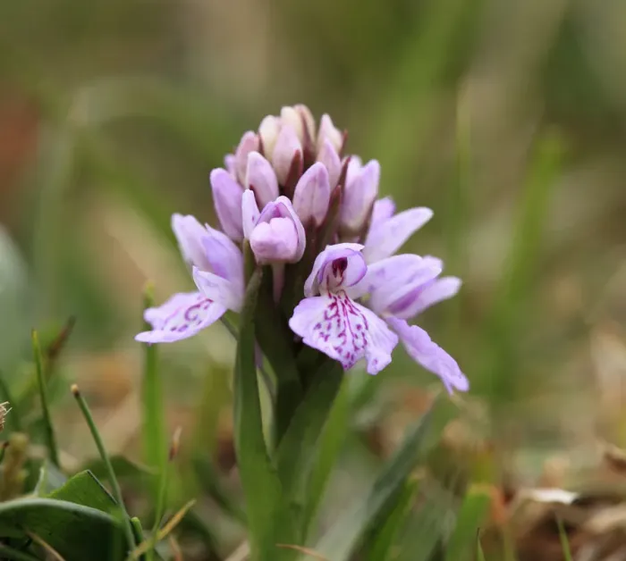 Framed Print : Heath Spotted Orchid or Moorland Spotted Orchid (Dactylorhiza maculata), Burren, Ireland, Europe Framed Print : Heath Spotted Orchid or Moorland Spotted Orchid (Dactylorhiza maculata), Burren, Ireland, Europe