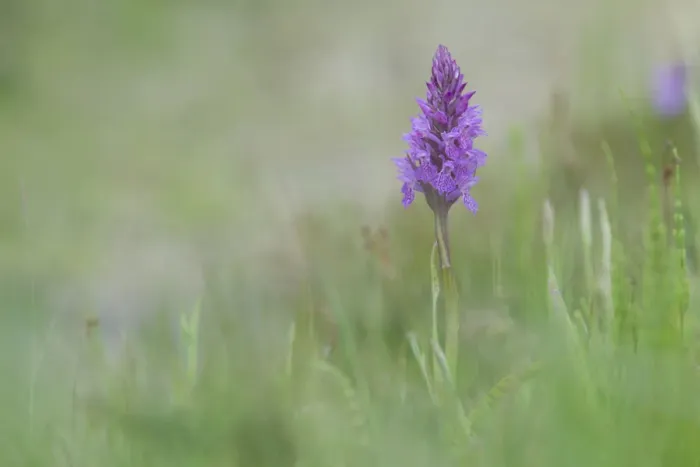 Framed Print : Heath spotted orchid, Moorland spotted orchid (Dactylorhiza maculata)