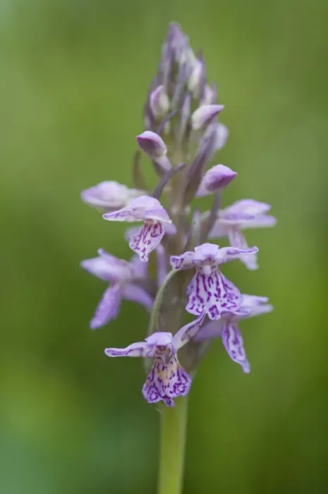 Framed Print : Heath spotted orchid, Moorland spotted orchid (Dactylorhiza maculata) Framed Print : Heath spotted orchid, Moorland spotted orchid (Dactylorhiza maculata)