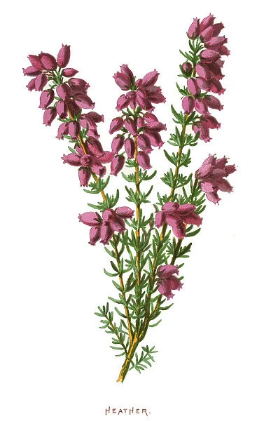 Heather. Antique illustration of a Medicinal and Herbal Plants.