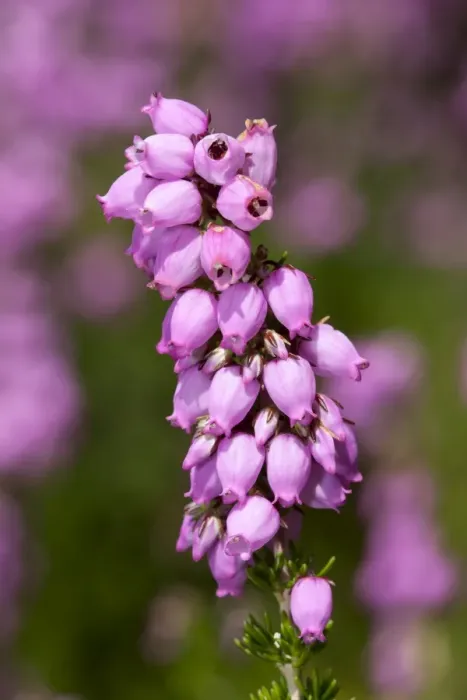 Framed Print : Heather-bell -Erica cinerea Rosi- Framed Print : Heather-bell -Erica cinerea Rosi-