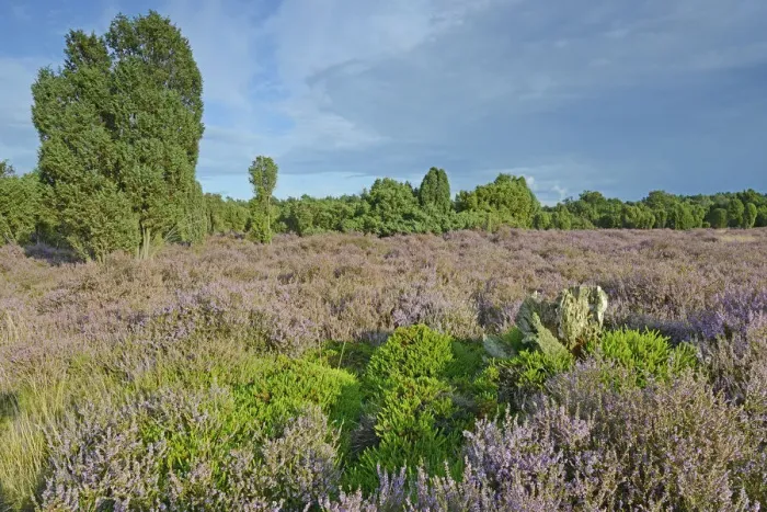Framed Print : Heather in bloom in a juniper grove, Emsland, Lower Saxony, Germany