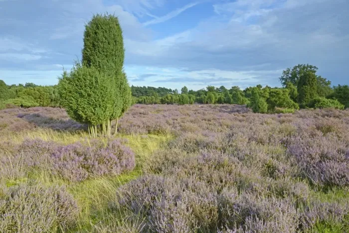 Framed Print : Heather in bloom in a juniper grove, Emsland, Lower Saxony, Germany Framed Print : Heather in bloom in a juniper grove, Emsland, Lower Saxony, Germany
