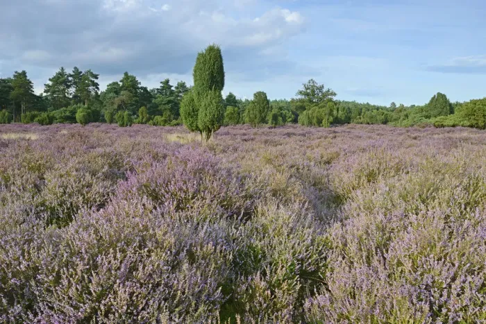 Framed Print : Heather in bloom in a juniper grove, Emsland, Lower Saxony, Germany