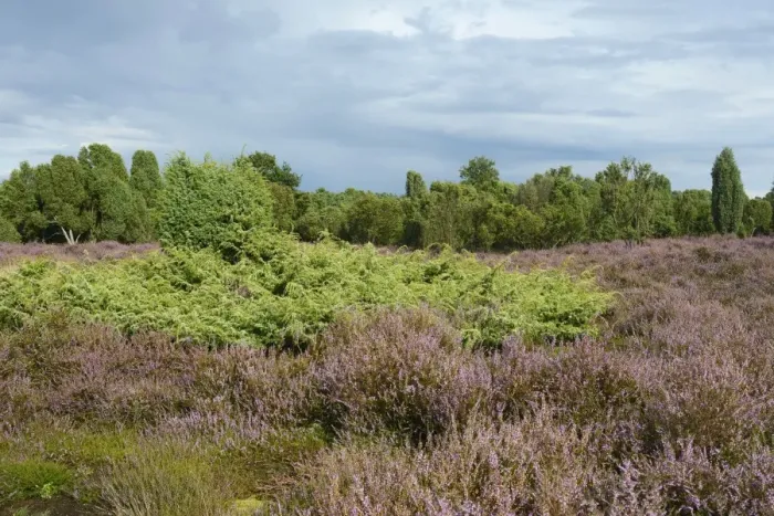 Framed Print : Heather in bloom in a juniper grove, Emsland, Lower Saxony, Germany