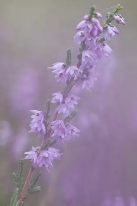 Framed Print : Heather (Calluna vulgaris) Framed Print : Heather (Calluna vulgaris)