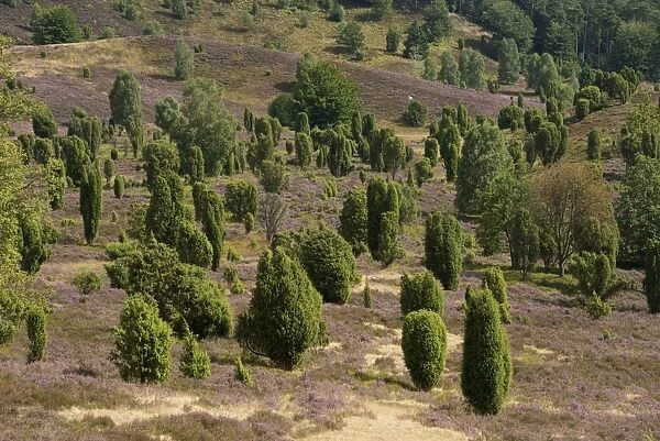Heather -Calluna vulgaris-, flowering, and Common Juniper -Juniperus communis-, Totengrund Valley, Wilsede, Lueneburg Heath nature reserve, Lower Saxony, Germany
