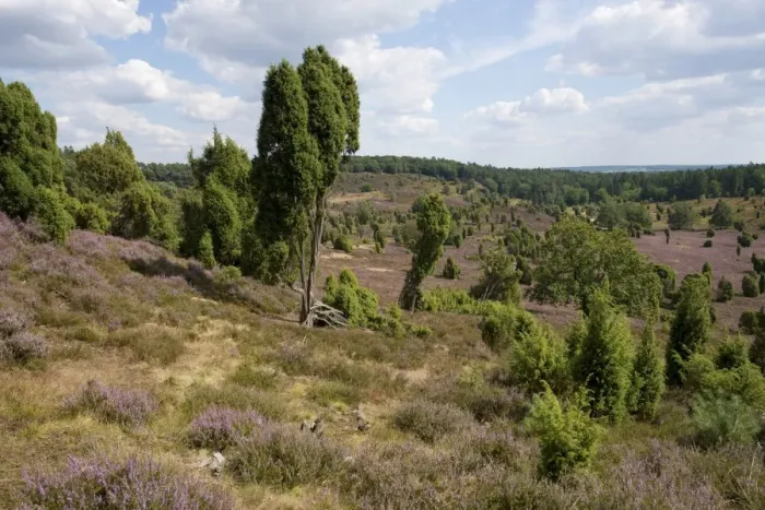 Framed Print : Heather -Calluna vulgaris-, flowering, and Common Juniper -Juniperus communis-, Totengrund Valley, Wilsede, Lueneburg Heath nature reserve, Lower Saxony, Germany Framed Print : Heather -Calluna vulgaris-, flowering, and Common Juniper -Juniperus communis-, Totengrund Valley, Wilsede, Lueneburg Heath nature reserve, Lower Saxony, Germany