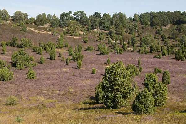 Heather -Calluna vulgaris-, flowering, and Common Juniper -Juniperus communis-, Totengrund Valley, Wilsede, Lueneburg Heath nature reserve, Lower Saxony, Germany