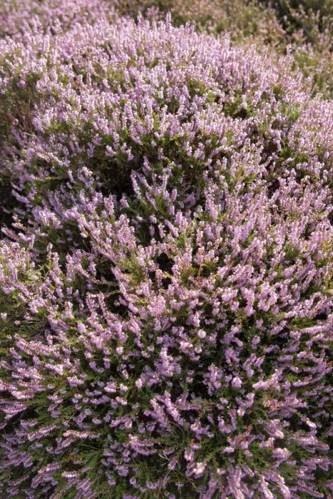 Framed Print : Heather -Calluna vulgaris-, Sylt, Sylt, Schleswig-Holstein, Germany Framed Print : Heather -Calluna vulgaris-, Sylt, Sylt, Schleswig-Holstein, Germany
