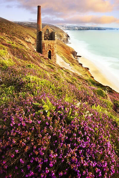 Heather at dusk. Wheal coats engine house St Agness north Cornwall