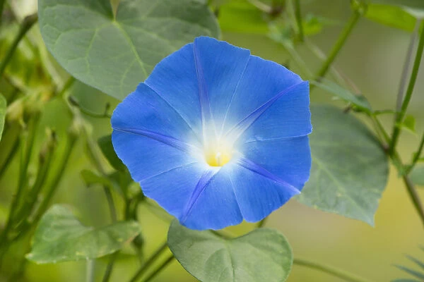 Heavenly Blue Morning Glory -Ipomoea tricolor-, flowering, Thuringia, Germany