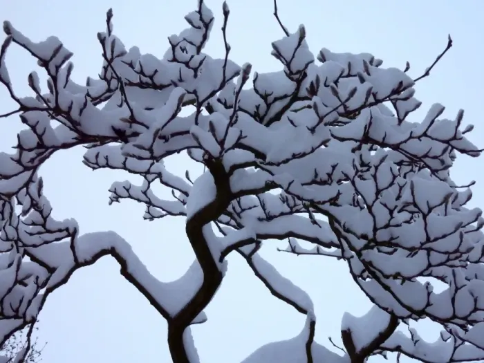 Framed Print : Heavy snow on the branches Framed Print : Heavy snow on the branches