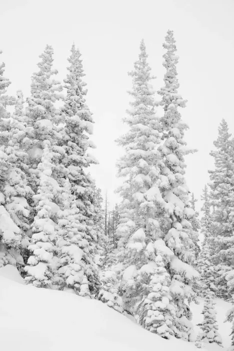 Framed Print : Heavy snowfall dresses forest trees, San Isabel National Forest, Colorado, USA Framed Print : Heavy snowfall dresses forest trees, San Isabel National Forest, Colorado, USA