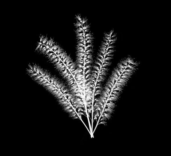 Five hebe flower stems, X-ray
