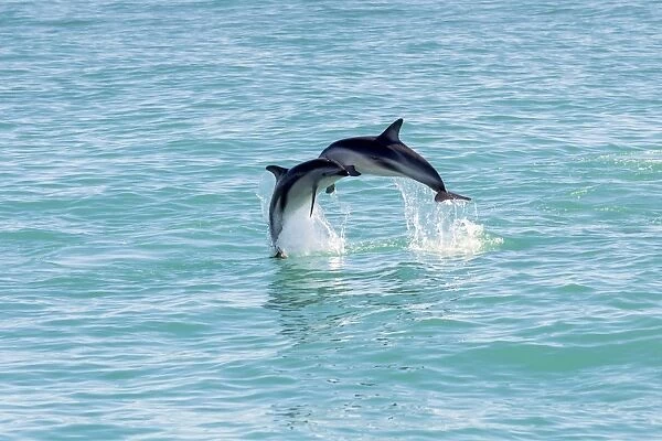 Two Hectors Dolphins -Cephalorhynchus hectori- meeting in the air while jumping out of the water, Ferniehurst, Canterbury Region, New Zealand