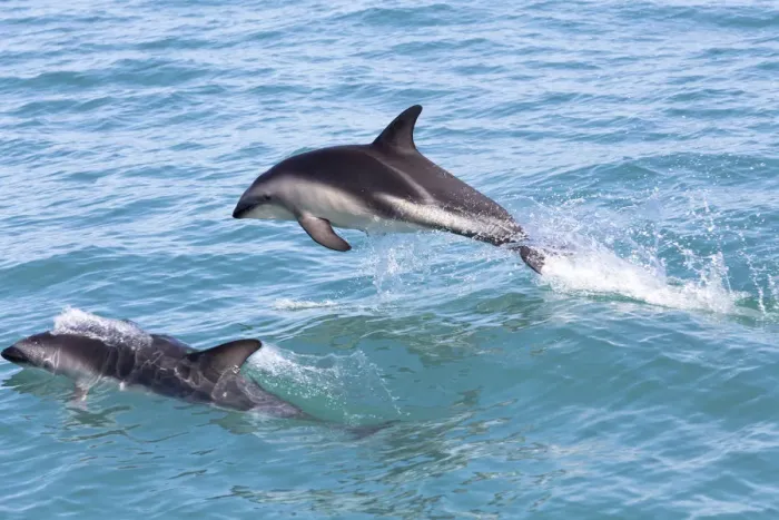 Framed Print : Hectors Dolphins -Cephalorhynchus hectori- jumping out of the water, Ferniehurst, Canterbury Region, New Zealand Framed Print : Hectors Dolphins -Cephalorhynchus hectori- jumping out of the water, Ferniehurst, Canterbury Region, New Zealand
