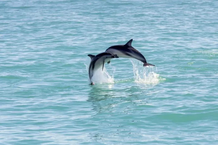 Framed Print : Two Hectors Dolphins -Cephalorhynchus hectori- meeting in the air while jumping out of the water, Ferniehurst, Canterbury Region, New Zealand Framed Print : Two Hectors Dolphins -Cephalorhynchus hectori- meeting in the air while jumping out of the water, Ferniehurst, Canterbury Region, New Zealand