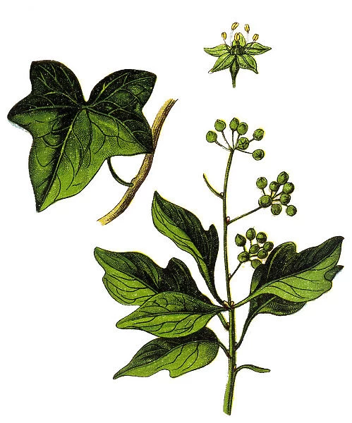 Hedera helix, the common ivy, English ivy, European ivy, or just ivy