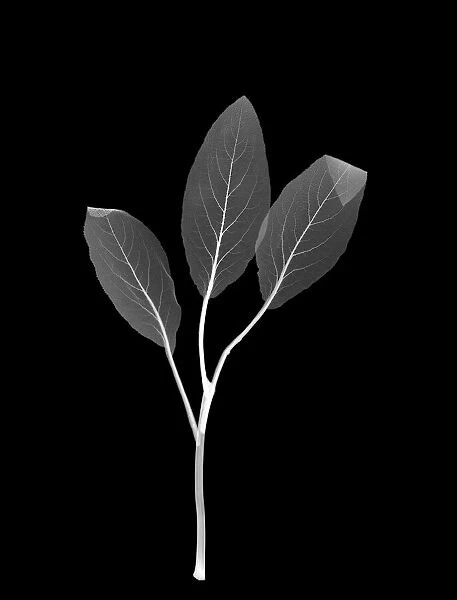 Hedge nettle leaves (Stachys sp. ), X-ray
