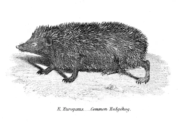 Framed Print : Hedgehog engraving 1803 Framed Print : Hedgehog engraving 1803