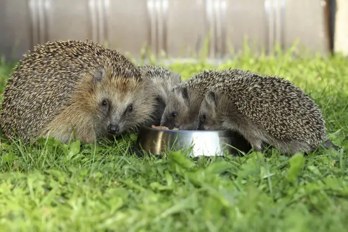 Framed Print : Hedgehog -Erinaceus europaeus-, female and young animals, 4 weeks, feeding from feeding bowl in the garden, Allgau, Bavaria, Germany Framed Print : Hedgehog -Erinaceus europaeus-, female and young animals, 4 weeks, feeding from feeding bowl in the garden, Allgau, Bavaria, Germany