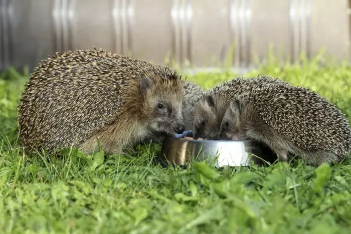 Framed Print : Hedgehog -Erinaceus europaeus-, female and young animals, 4 weeks, feeding from feeding bowl in the garden, Allgau, Bavaria, Germany Framed Print : Hedgehog -Erinaceus europaeus-, female and young animals, 4 weeks, feeding from feeding bowl in the garden, Allgau, Bavaria, Germany