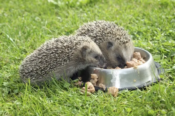 Framed Print : Hedgehog -Erinaceus europaeus-, young animals, 4 weeks, feeding from feeding bowl in the garden, Allgau, Bavaria, Germany Framed Print : Hedgehog -Erinaceus europaeus-, young animals, 4 weeks, feeding from feeding bowl in the garden, Allgau, Bavaria, Germany