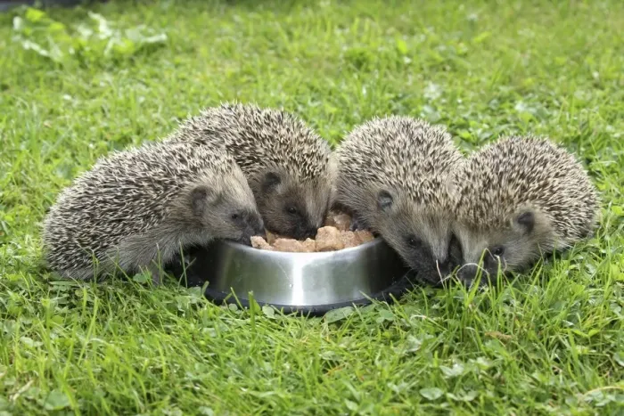 Framed Print : Hedgehog -Erinaceus europaeus-, young animals, 4 weeks, feeding from feeding bowl in the garden, Allgau, Bavaria, Germany