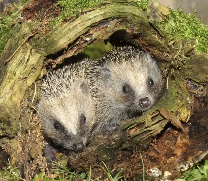 Framed Print : Hedgehog -Erinaceus europaeus-, young animals in old tree stump, Allgau, Bavaria, Germany Framed Print : Hedgehog -Erinaceus europaeus-, young animals in old tree stump, Allgau, Bavaria, Germany