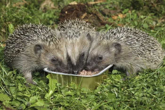 Framed Print : Hedgehog -Erinaceus europaeus-, young animals feeding from bowl in the garden, Allgau, Bavaria, Germany Framed Print : Hedgehog -Erinaceus europaeus-, young animals feeding from bowl in the garden, Allgau, Bavaria, Germany