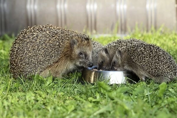 Hedgehog -Erinaceus europaeus-, female and young animals, 4 weeks, feeding from feeding bowl in the garden, Allgau, Bavaria, Germany