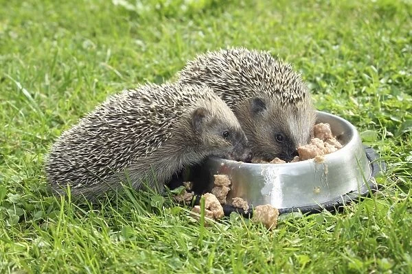 Hedgehog -Erinaceus europaeus-, young animals, 4 weeks, feeding from feeding bowl in the garden, Allgau, Bavaria, Germany
