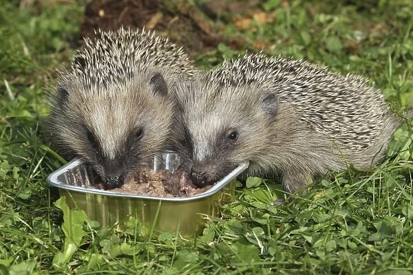 Hedgehog -Erinaceus europaeus-, young animals feeding from bowl in the garden, Allgau, Bavaria, Germany