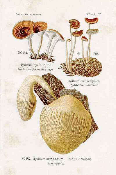 Hedgehog mushroom 1891