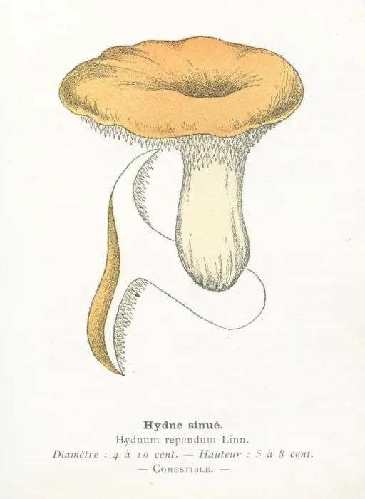 Framed Print : Hedgehog mushroom engraving 1895 Framed Print : Hedgehog mushroom engraving 1895