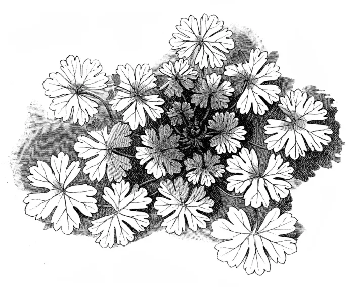 Framed Print : Hedgerow Cranesbill (Geranium pyrenaicum) Framed Print : Hedgerow Cranesbill (Geranium pyrenaicum)