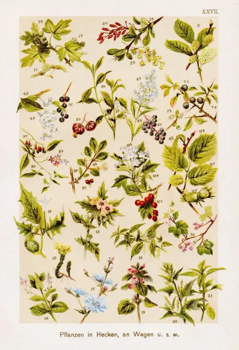 Framed Print : Hedging & Wayside Plants Chromolithography 1899 Framed Print : Hedging & Wayside Plants Chromolithography 1899