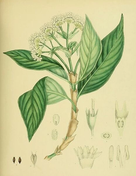 Hedyotis lessertiana, native to Southeast Asia, Sri Lanka, digitally restored historical colour print from 1893