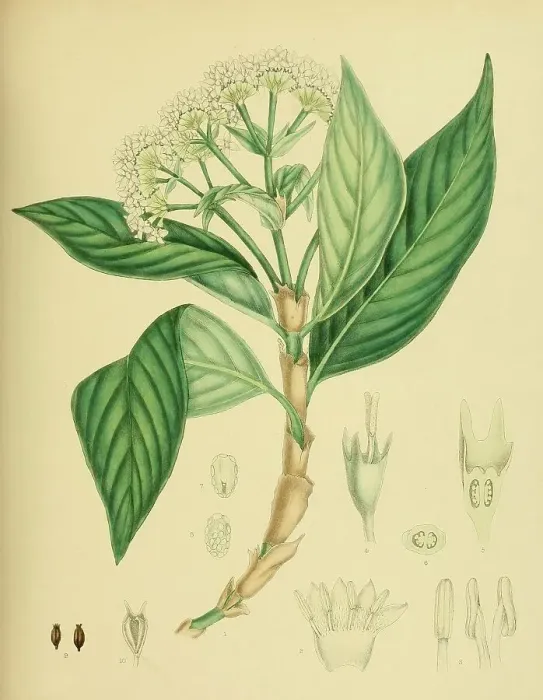 Framed Print : Hedyotis lessertiana, native to Southeast Asia, Sri Lanka, digitally restored historical colour print from 1893 Framed Print : Hedyotis lessertiana, native to Southeast Asia, Sri Lanka, digitally restored historical colour print from 1893