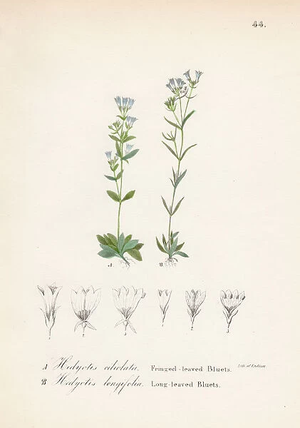 Hedyotis violet botanical engraving 1843