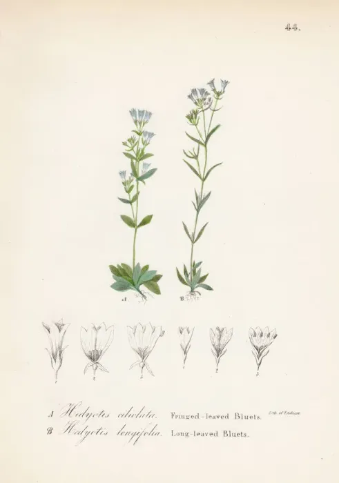 Framed Print : Hedyotis violet botanical engraving 1843 Framed Print : Hedyotis violet botanical engraving 1843